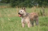 BOUVIER DES ARDENNES 410